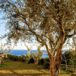 Italian Island Yoga Retreat 2026 11