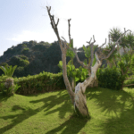 Italian Island Yoga Retreat 2026 40
